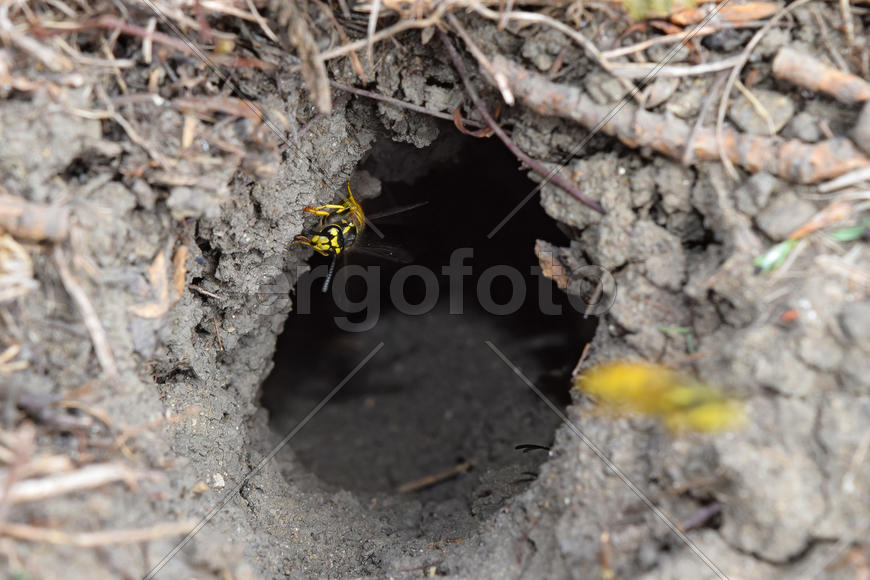 Log into the slot vespula vulgaris. Wormhole leading to the hornet's nest in the ground