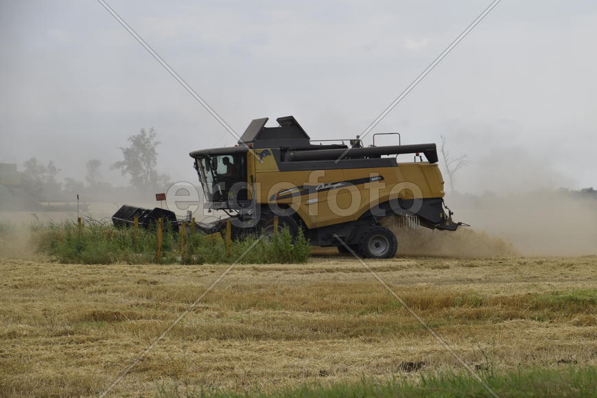 Russia, Temryuk - 01 July 2016: Kombain collects on the wheat crop. Agricultural machinery in the fi