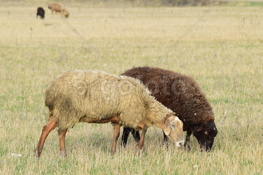 Sheep in the pasture. Grazing sheep herd in the spring field near the village. Sheep of different 