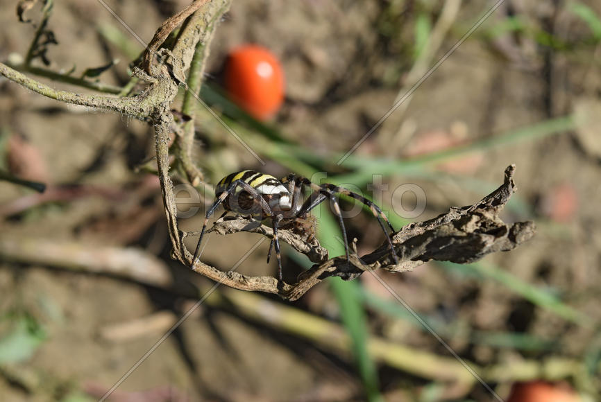 Argiopa Spider on the web. Arachnid predator. Spider crawling on the dry grass