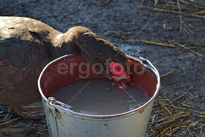 musk duck drinking water. The maintenance of musky ducks in a household