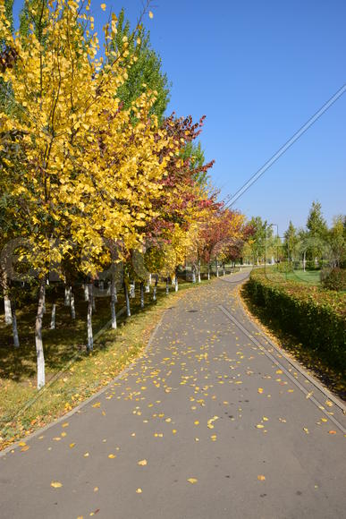 Золотая осень в парке 