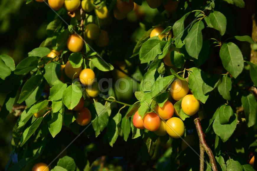 плоды на ветки дерева 