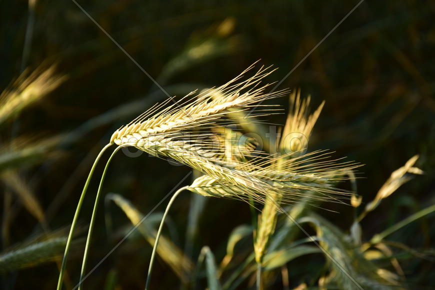Фон. Пшеничное поле 