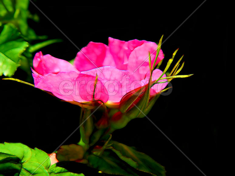 Иллюстрация красивых цветов розы на черном фоне
