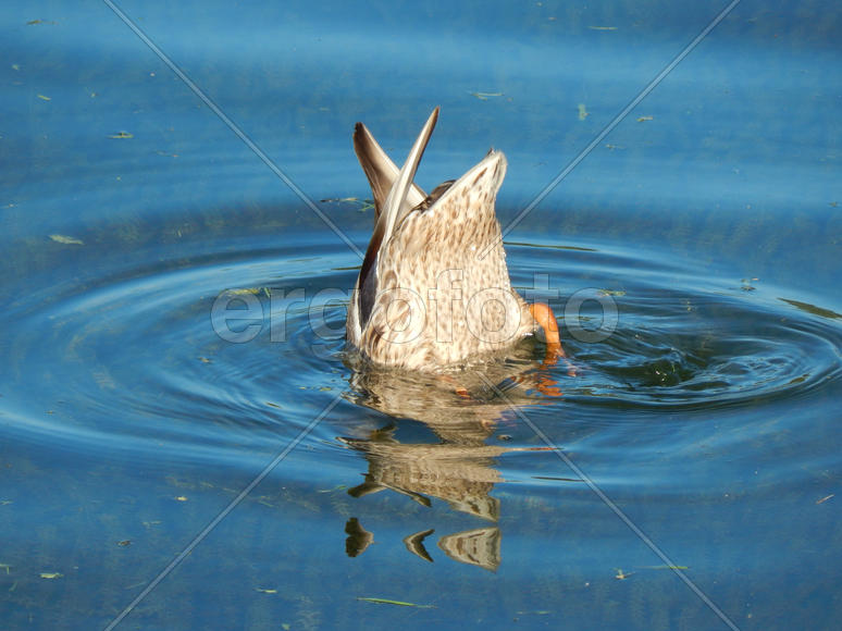 Дикая утка ныряет под воду