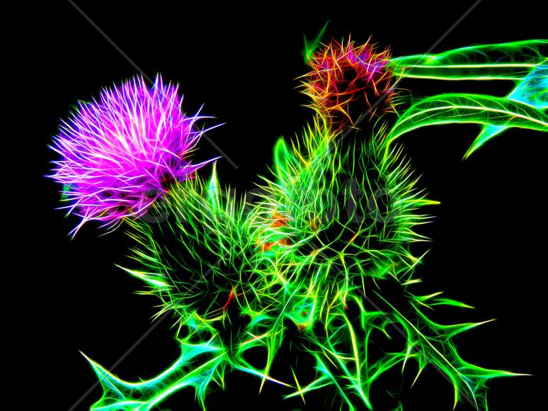 Цветы лугового репейника в неоновом свете
