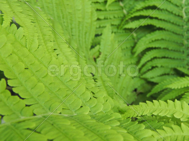 Зеленые листья папортника крупным планом