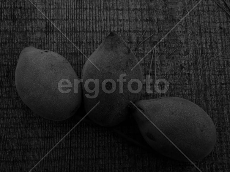 Маньчжурский орех в черно-белом изображении