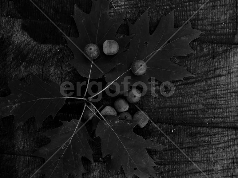 Желуди дуба в черно белом изображении