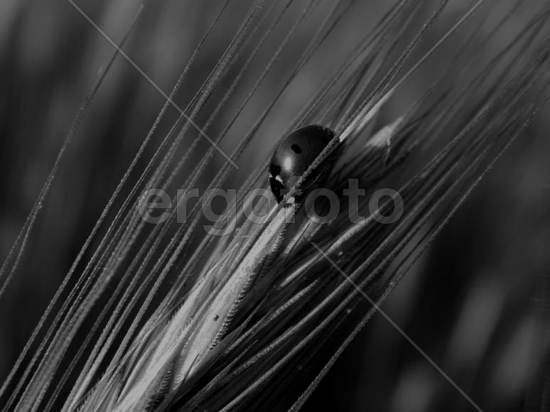 Beautiful ladybug on grass in black and white image