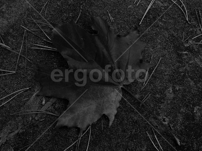 Кленовый лист в черно белом изображении