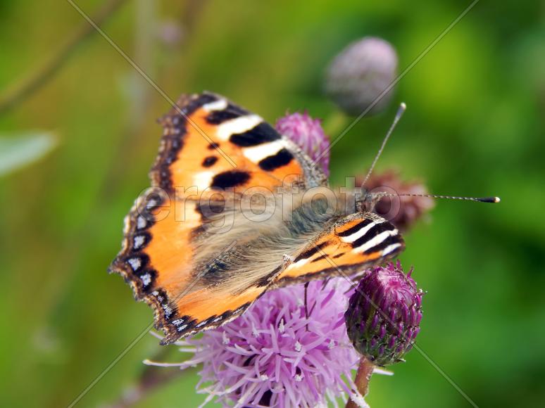 Бабочка махаон на луговых цветах