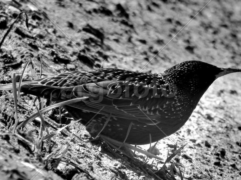 Дикая лесная птица дрозд на черно белом изображении