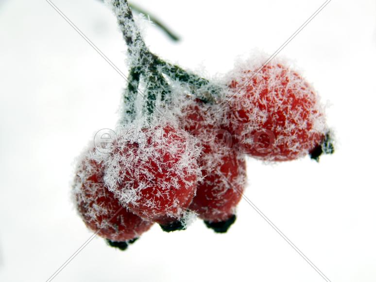 Красные ягоды дикого шиповника холодным утром крупным планом