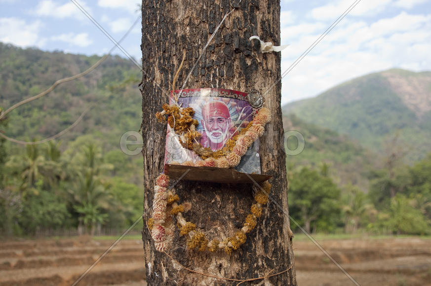 The image of Sai Baba of shear on the tree in Indian village