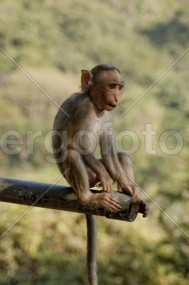 Monkey looks for prey sitting on a pipe