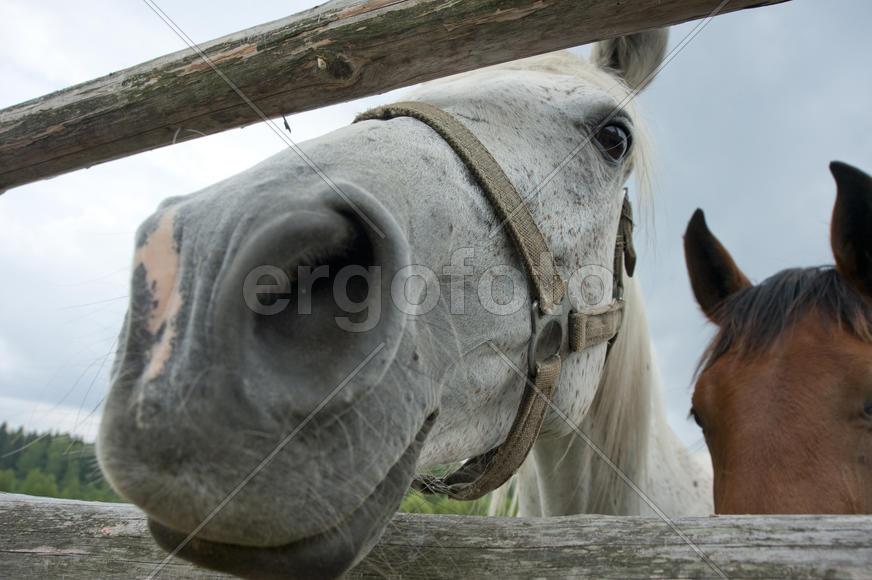 Muzzle of a horse in the paddock