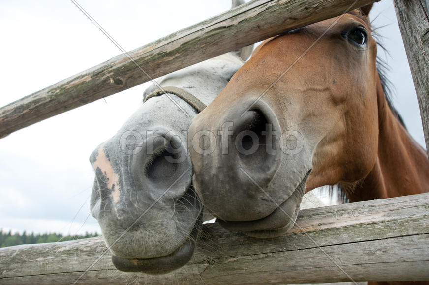Two horses in the corral muzzle