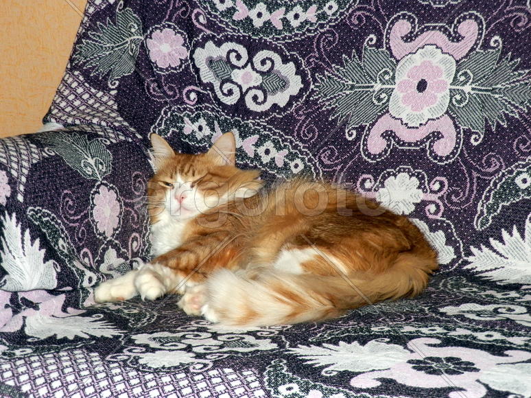Кот спит на диване