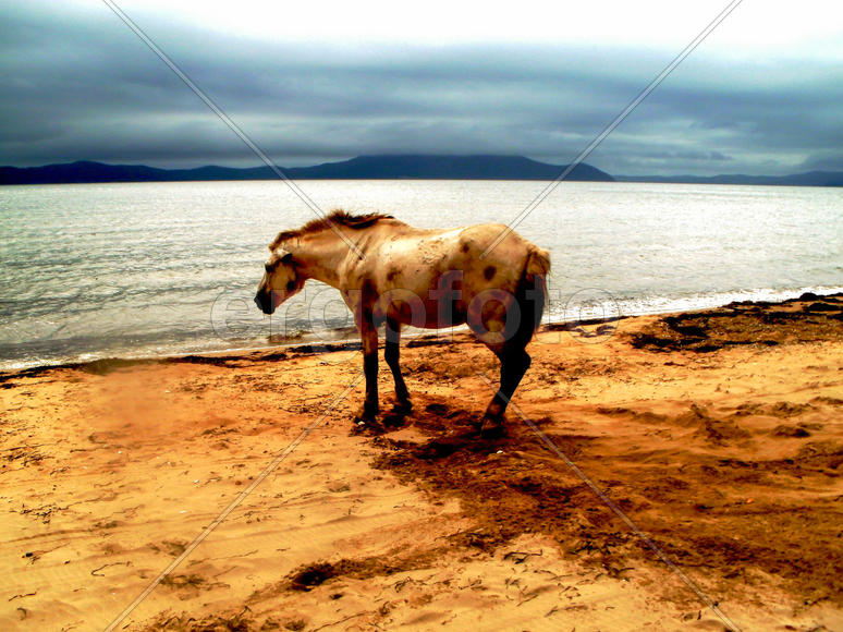 Лошадь на песчаном берегу 