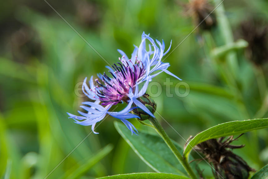 Голубой цветок на зеоеном фоне 