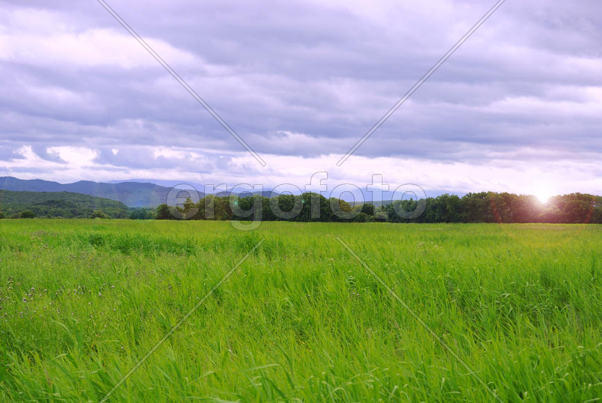 Cloudy Sky And Grass