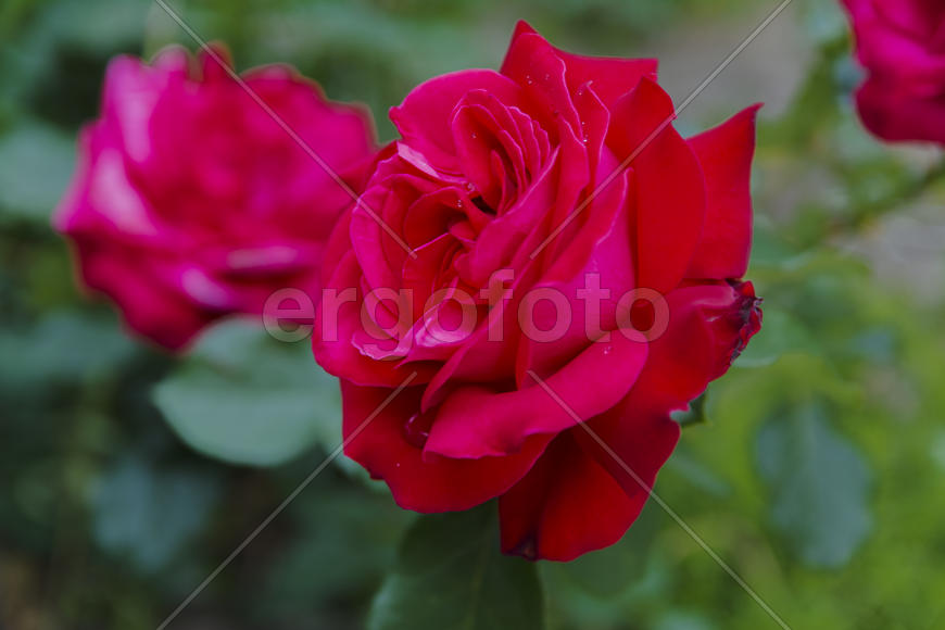 Roses in the yard on the lawn near a private house