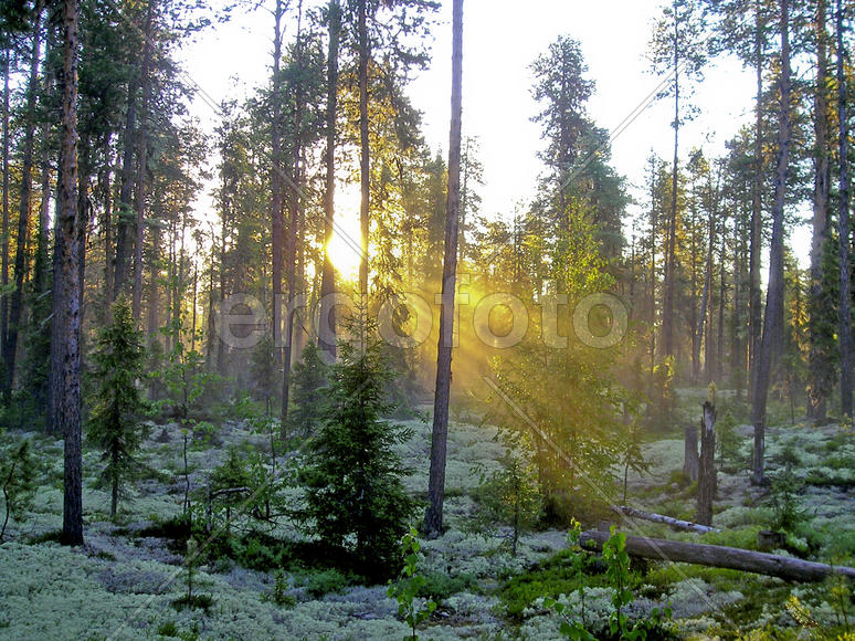 Dawn in the forest, moss under the trees