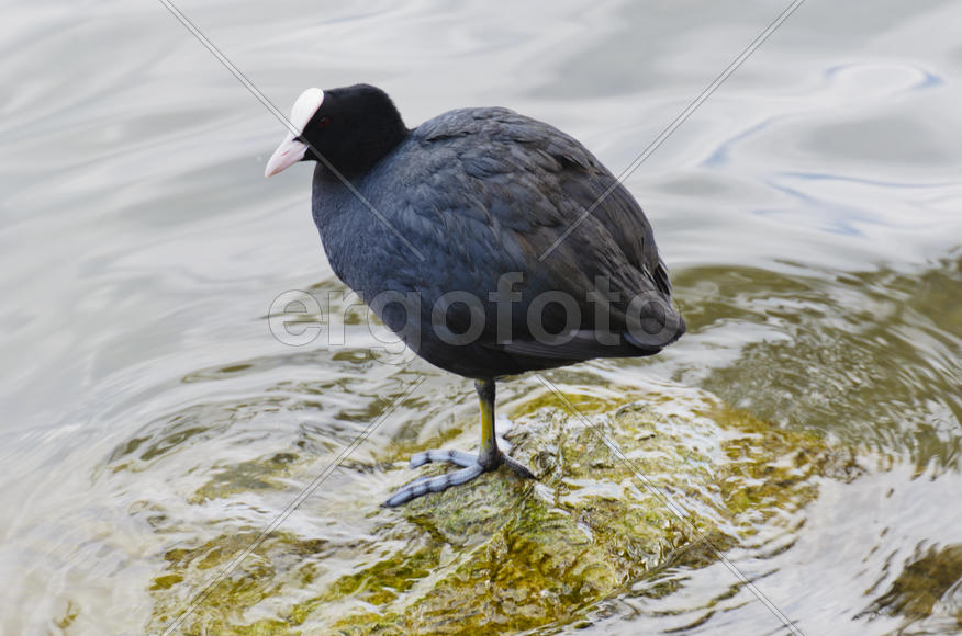 Duck. Various color of plumage. Birds medium and small size with a relatively short neck