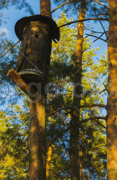 Birdhouse for birds on a high tree in the forest