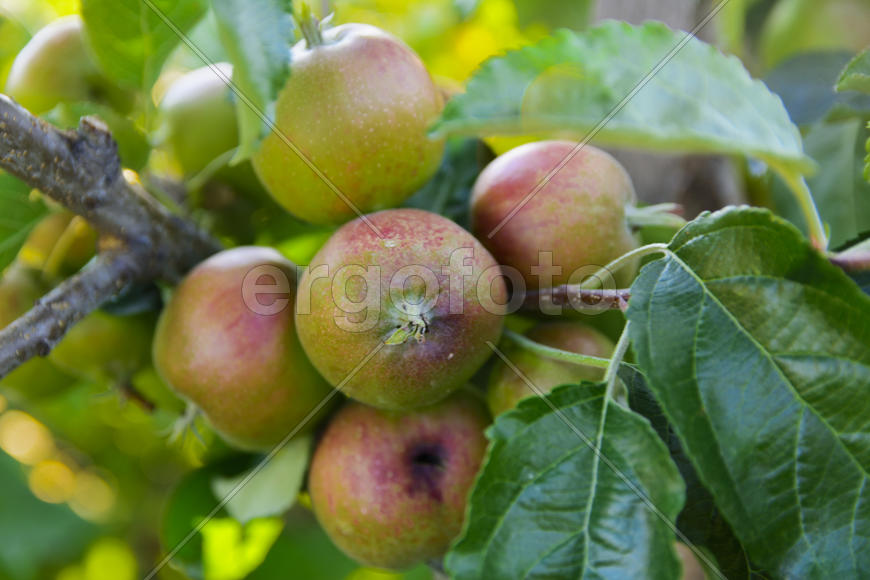 Ripe apple in the garden of a private house 