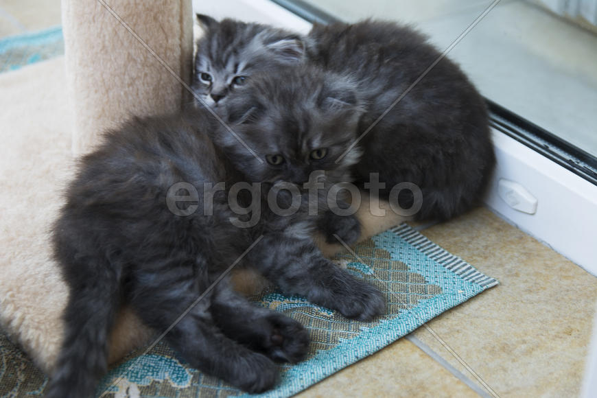Kittens born in a private home. Beautiful color and good pedigree.