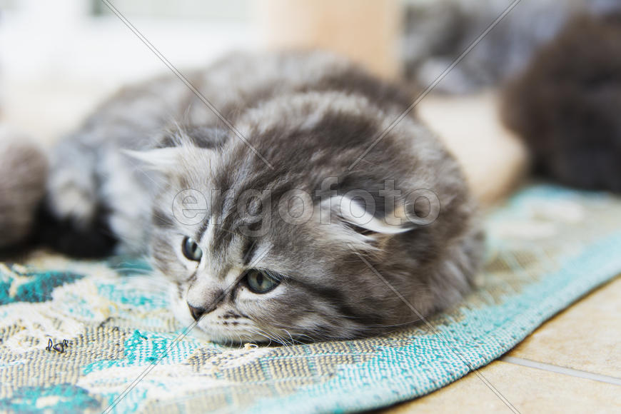 Kittens born in a private home. Beautiful color and good pedigree.