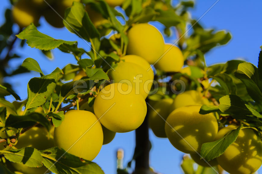 Yellow plums on the tree in the garden of a private house