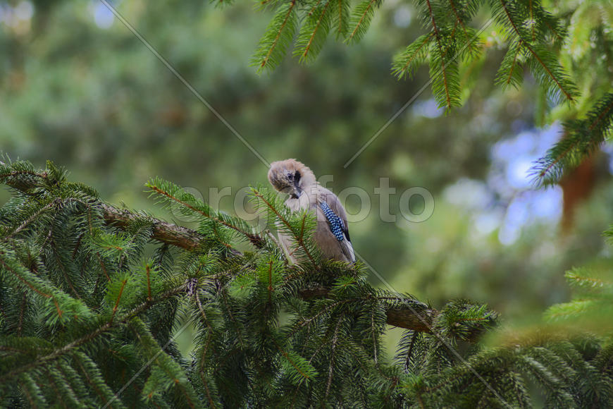 Jay sitting on a tree branch. Birds in the wild.