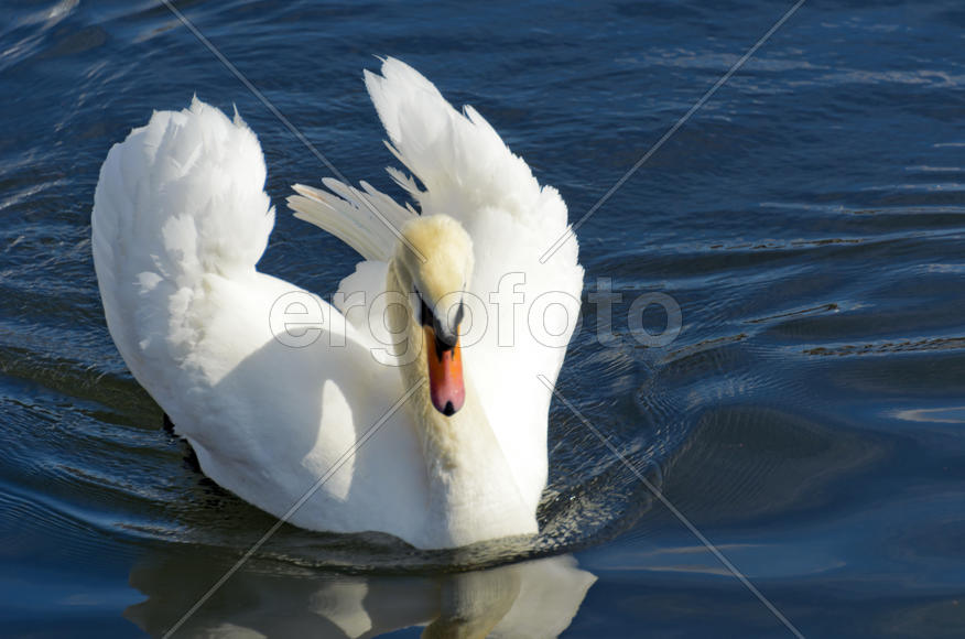 White swan on the water. Most large water bird with a long neck and a well-developed