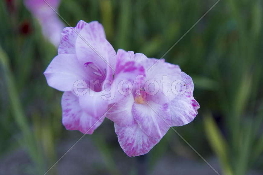 Gladiolus yard of a private house in the flowerbed