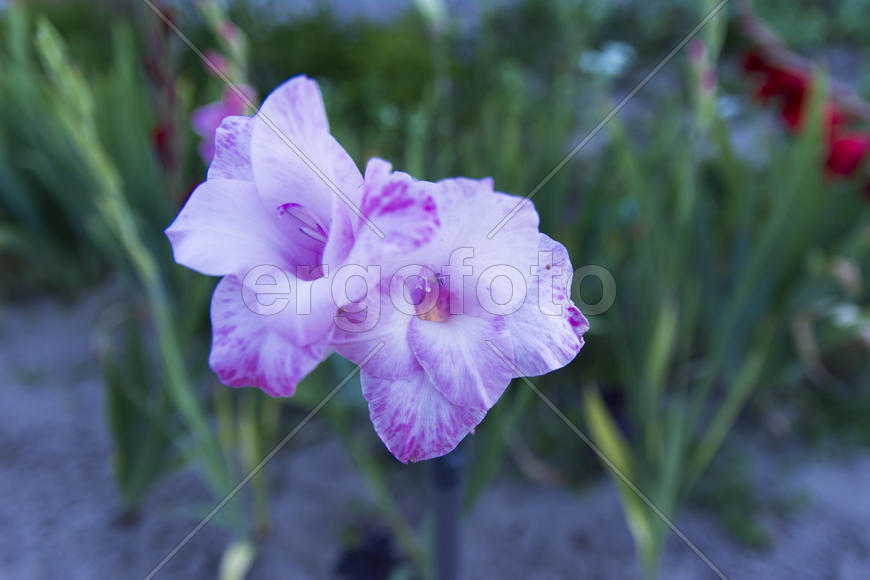 Gladiolus yard of a private house in the flowerbed