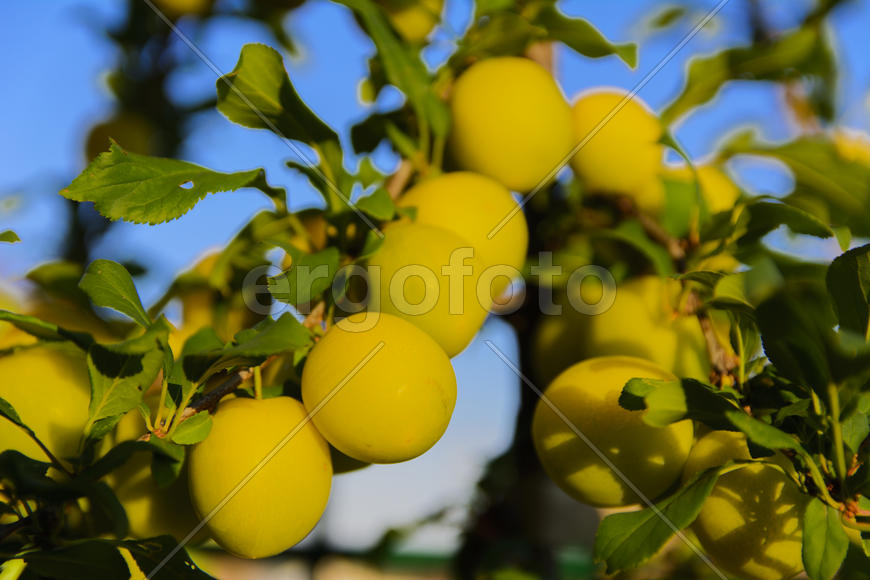 Yellow plums on the tree in the garden of a private house