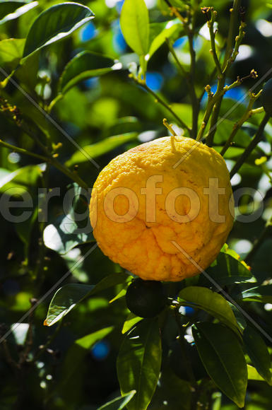 Fruit on the tree. Juicy, edible fruit