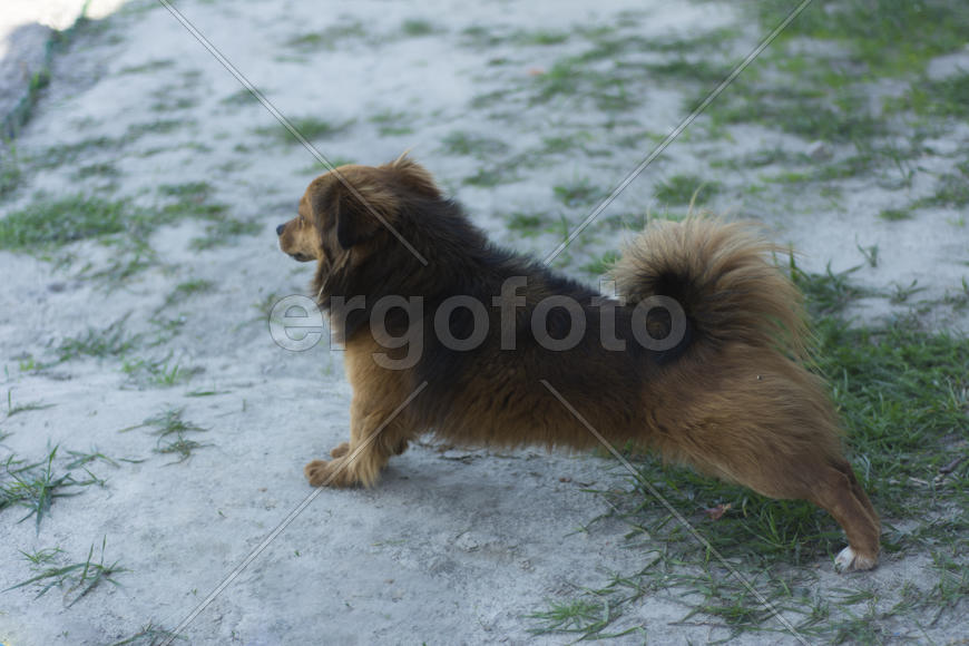 Dog in a private home. A guard and a family friend.