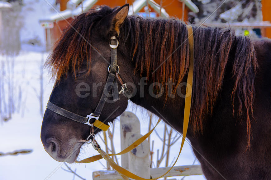 Лошадь на ярмарке в Западной Украине