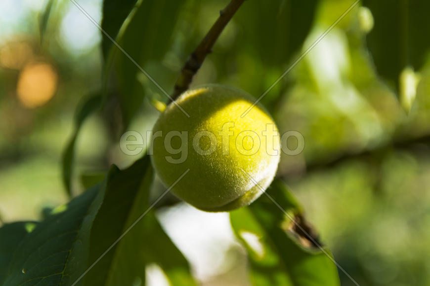 Green apricot in a private garden near the house