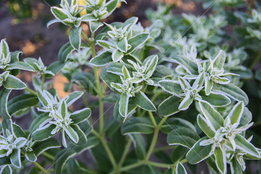 Flowers in a flowerbed in the courtyard of a private house
