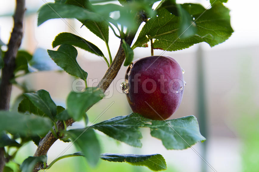 Red plum on the tree in the garden of a private house
