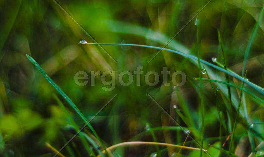 Dew on a grass early in the morning
