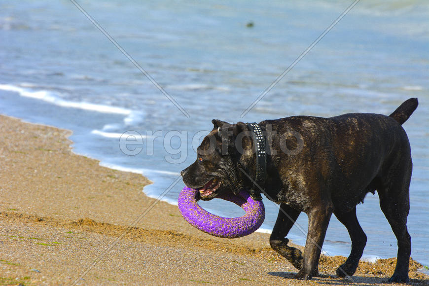 Ротвейлер собака на песке у моря играет с игрушкой в виде кольца