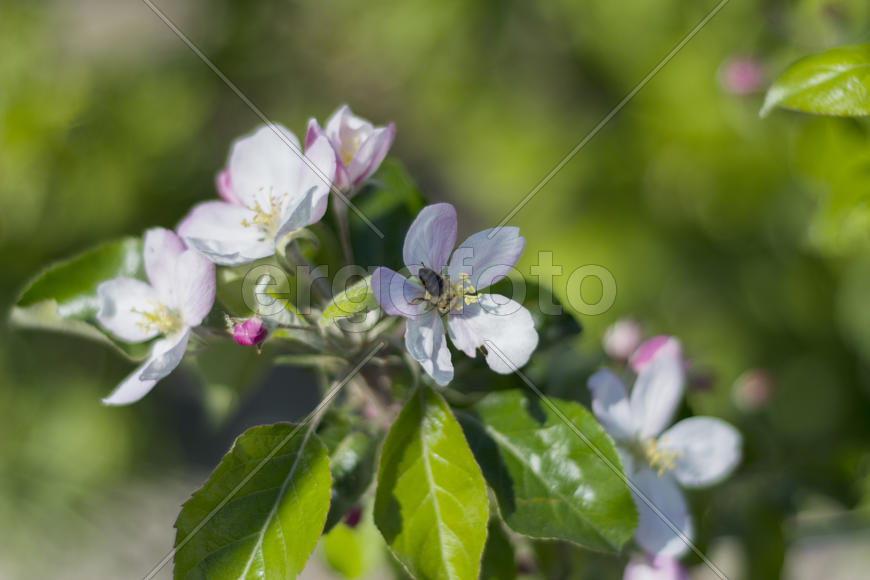 Bee pollinating flowers of apple trees in the home gardens