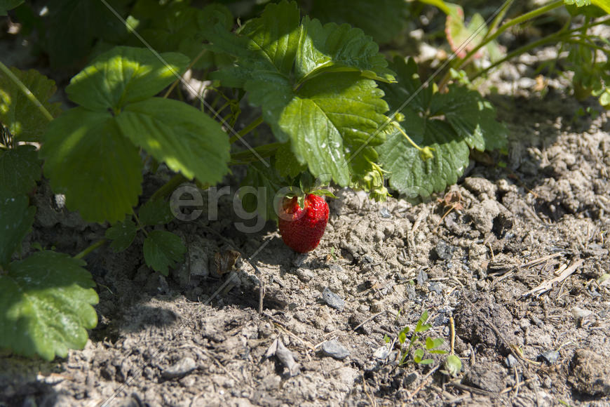 Strawberries in the garden near private homes